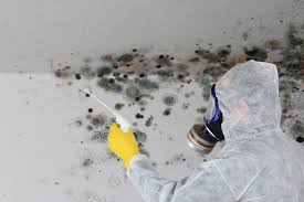 Reliable Stone Park, IL Mold Removal Solutions